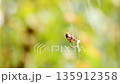 Spider spinning a web, spider web, Araneus genus, Araneus orb spider, Onigumo, sunny, green, late summer, autumn 135912358