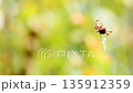 Spider spinning a web, spider web, Araneus genus, Araneus orb spider, Onigumo, sunny, green, late summer, autumn 135912359