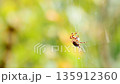 Spider spinning a web, spider web, Araneus genus, Araneus orb spider, Onigumo, sunny, green, late summer, autumn 135912360