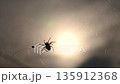 Spider spinning a web, spider web, Araneus genus, Araneus spider, sun, backlit silhouette, evening, twilight, late summer, autumn 135912368