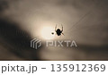 Spider spinning a web, spider web, Araneus genus, Araneus spider, sun, backlit silhouette, evening, twilight, late summer, autumn 135912369