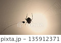 Spider spinning a web, spider web, Araneus genus, Araneus spider, sun, backlit silhouette, evening, twilight, late summer, autumn 135912371