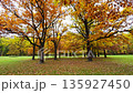 Beautiful autumn park landscape with high trees and colorful red, orange leafs, Calm view scene, cloudy day, outdoor, nature, contrast, real time 135927450