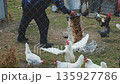 Sunlit farm ground becomes a vibrant feeding spectacle. A person scatters nourishing grains, igniting a joyful scramble among white and colored fowl. 135927786