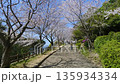 海が見える展望台の桜並木を散歩する動画 135934334