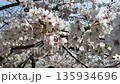満開の桜のクローズアップ動画 135934696