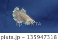Tropical fish betta white blue back 135947318