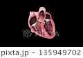 High detail 3D animation of human heart anatomy with chambers, valves and myocardium for medical education and cardiology use 135949702
