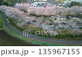 春季埼玉縣櫻花走廊鳥瞰圖，水沼稻田，片穀新田 135967155