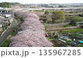 鳥瞰“埼玉縣”春天，水沼稻田的櫻花走廊 135967285