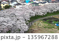 鳥瞰“埼玉縣”春天，水沼稻田的櫻花走廊 135967288
