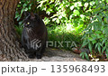 Black cat basking in the sun 135968493