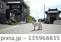 Cats of Manabe Island (Kasaoka City, Okayama Prefecture, May 2025) 135968835