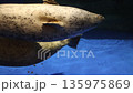 水族館で暗い水面を泳ぐアザラシの様子 水族館で暗い水面を泳ぐアザラシの様子 135975869