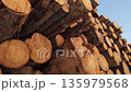 Movement among pile of wooden pine logs  135979568