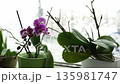 grow orchids at home 135981747