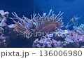 Clownfish Swimming in Sea Anemone on Coral Reef 136006980