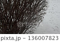 Snow Falling on Bare Winter Bush with Footprints in Background 136007823