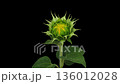 Sunflower opening timelapse on black 136012028