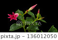 Timelapse opening Mandevilla flower on black 136012050