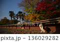 A calico cat and a white cat relaxing at Nagahama Castle Park in autumn (Nagahama City, Shiga Prefecture, December 2025) 136029282