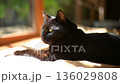 A black cat basking in the sun with fresh greenery in the background 136029808