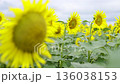 北海道　北竜町　ひまわり畑 136038153