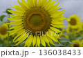 北海道　北竜町　ひまわり畑 136038433