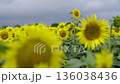 北海道　北竜町　ひまわり畑 136038436