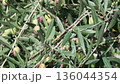 close-up of green olives on a branch 136044354