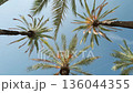 palm tree tops against the clear blue sky 136044355