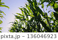 Sun shining through green corn leaves on field, summer agricultural farming 136046923