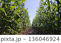 Bottom view of corn stalks growing in straight rows in agricultural farm field 136046924