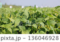 People walking through green soybean field, professional agricultural inspection 136046928