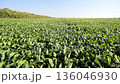 Green soybean field under clear blue sky, agricultural farming crop growth 136046930