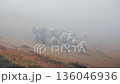 Flock of sheep grazing on misty mountain meadow in thick white evening fog 136046936