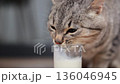 Close up of tabby cat face drinking milk from glass cup, pet licking liquid 136046945