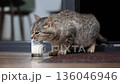 Domestic tabby cat drinking fresh milk from glass on floor indoors 136046946