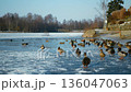 Mallard ice pond Anas platyrhynchos or wild duck gently floating swimming bird flock splashing walking jumping eating and finding foods on partially frozen melting lake water in winter snow frost cold 136047063