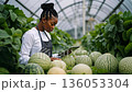 A woman in an apron using a tablet in a greenhouse surrounded by watermelons 136053304