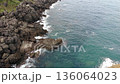 【4K空撮】輪島市門前町吉浦の磯。前進チルトで捉える隆起前の岩場(2023年撮影・能登アーカイブ) 【4K空撮】輪島市門前町吉浦の磯。前進チルトで捉える隆起前の岩場(2023年撮影・能登アーカイブ) 136064023