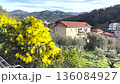 Yellow mimosa flowers bloom on tree in courtyard of house on sunny day in mountain. Traditional buildings of Italy, Liguria. Background for design. 136084927