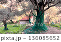 Olive trees in garden of Italian house. Netting and harvesting. Traditional buildings in Italy, Liguria. Agricultural building with tiled roof.  136085652