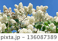 Lilac white flowers branch bouquet on blue sky, 4K footage clip 136087389