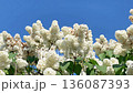 Lilac white flowers branch bouquet on blue sky, 4K footage clip 136087393