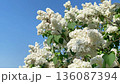 Lilac white flowers branch bouquet on blue sky, 4K footage clip 136087394