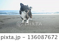 Chihuahua dog walking on the sandy beach of Shonan Beach 136087672