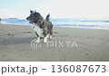 Chihuahua dog walking on the sandy beach of Shonan Beach 136087673