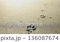 Dog footprints on the sandy beach 136087674