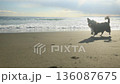Chiwax dog playing on the sandy beach of Shonan coast 136087675